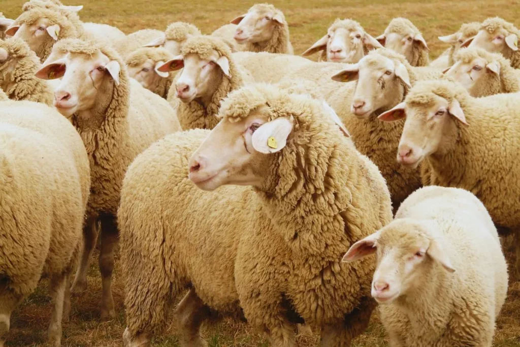 rebanho-de-ovelhas